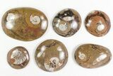 Lot: Polished Goniatite Fossils Assorted Sizes - Pieces #77275-2